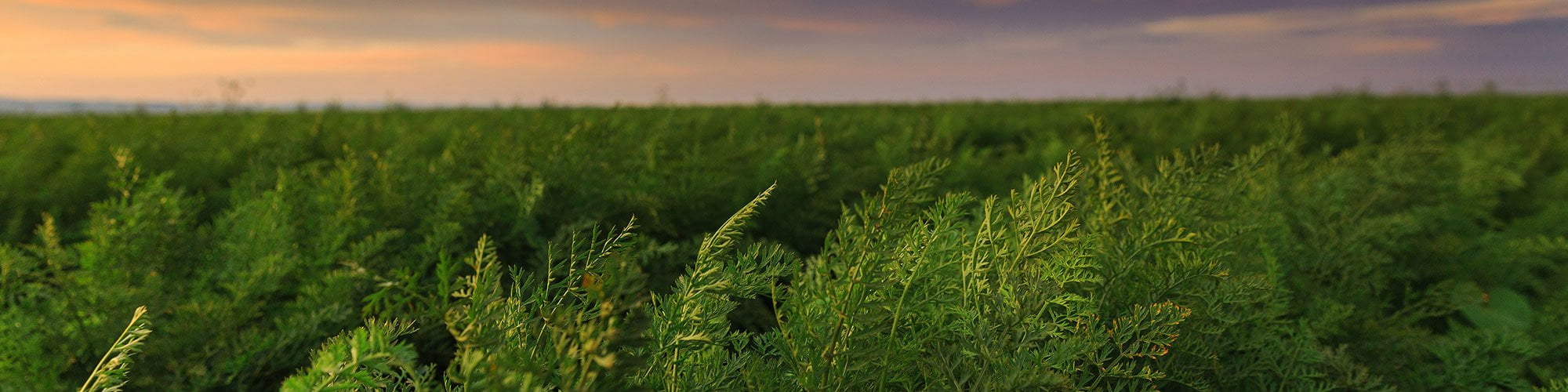 Green farms landscape
