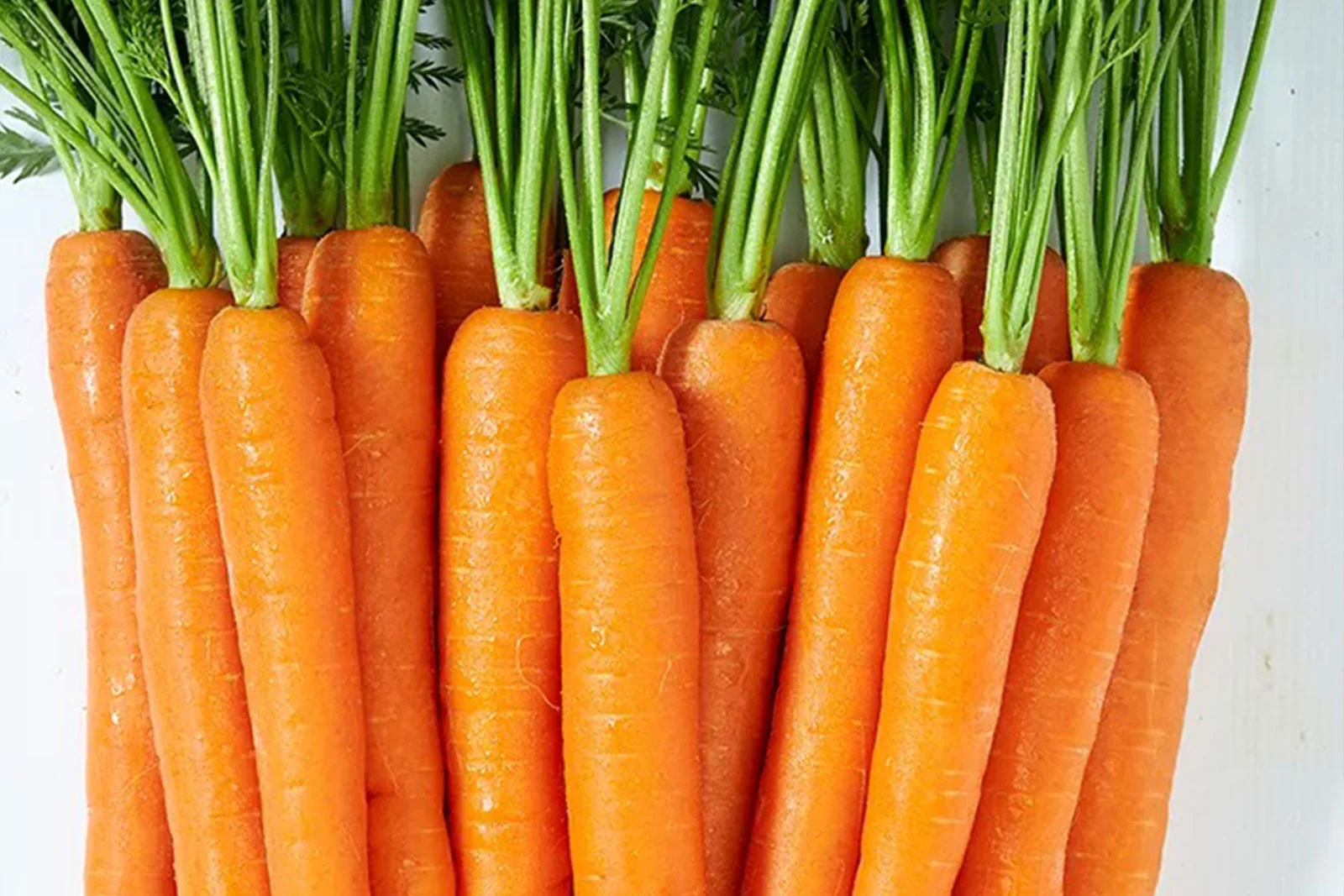 Carrot day featuring carrots (with stem)