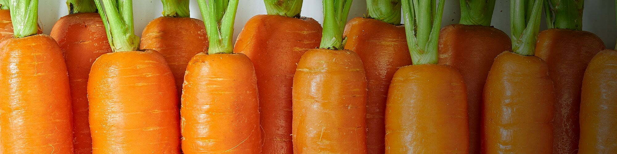Carrot stems