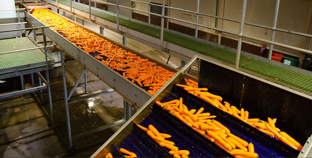Rugani Juice Carrot sorting product line