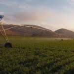 Farm drip irrigation