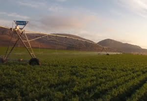 Farm drip irrigation