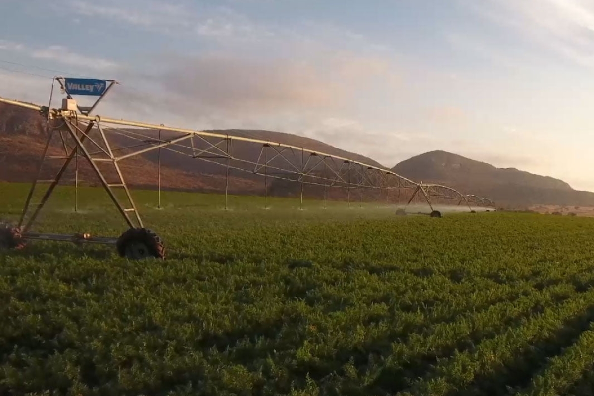 Our Unique agro-processing